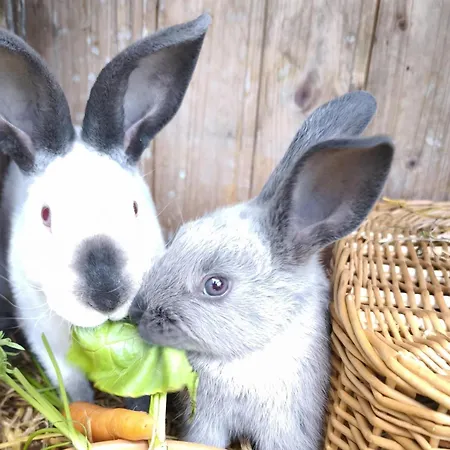 Dom wakacyjny Schleicherhof Iii *