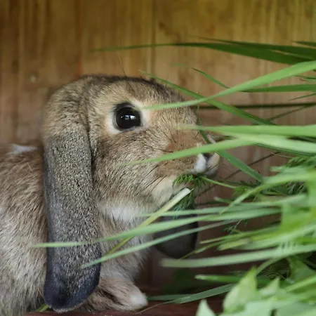 Schleicherhof Iii Strass im Zillertal