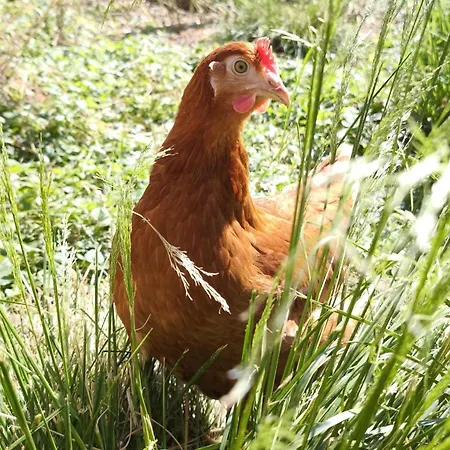 Schleicherhof Iii Strass im Zillertal