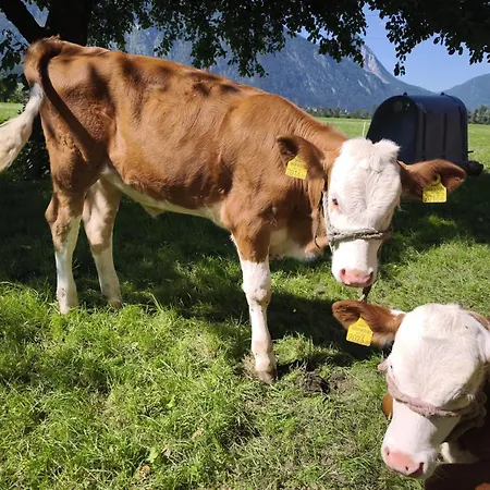 Schleicherhof Iii Strass im Zillertal