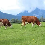 Schleicherhof Iii *