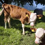 Schleicherhof Iii Strass im Zillertal
